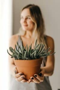 Repotting and transplanting cactus and succulents