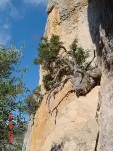 Ejemplar de Pistacia en la naturaleza El lentisco y sus posibilidades como bonsái