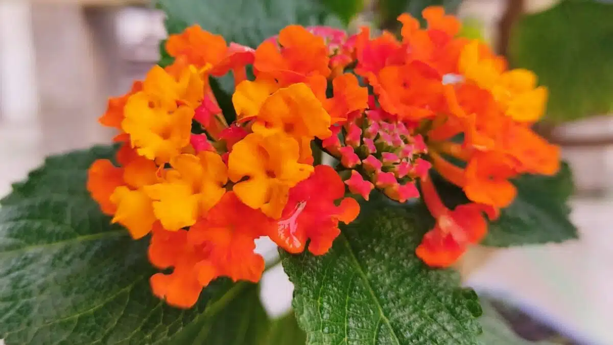 Comment prendre soin d’un bonsaï lantana