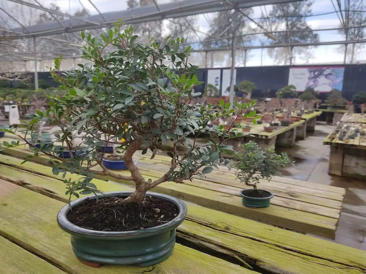 The Pistacia lentiscus and its possibilities as a bonsai