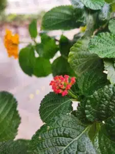 How to care a Lantana bonsai