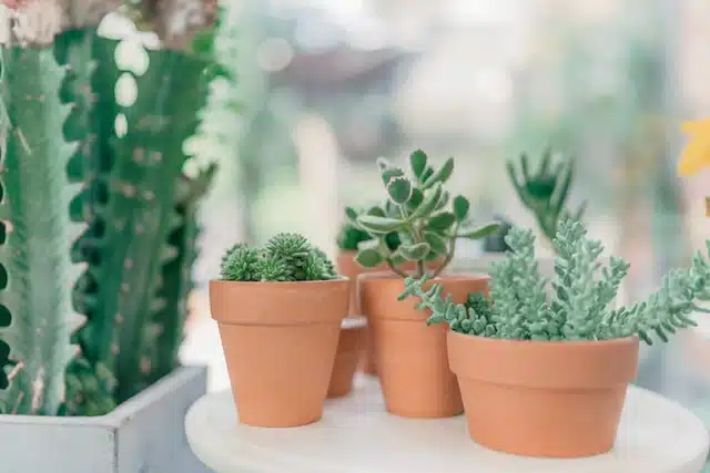 Diferentes tipos de cactus y sus características