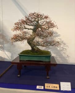 Kokufu-Ten Bonsai Exhibition 2023, fotos en primicia