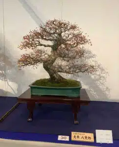 Kokufu-Ten Bonsai Exhibition 2023, first photos