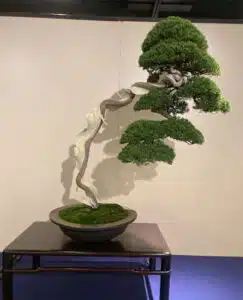 Kokufu-Ten Bonsai Exhibition 2023, fotos en primicia