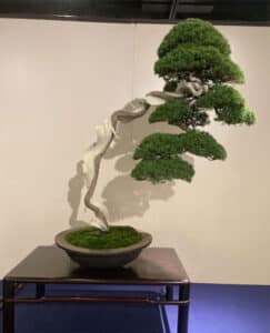 Kokufu-Ten Bonsai Exhibition 2023, first photos