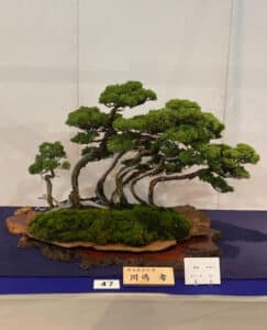 Forest bonsai