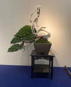 Kokufu-Ten Bonsai Exhibition 2023, first photos