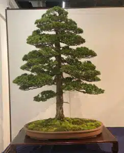 Kokufu-Ten Bonsai Exhibition 2023, first photos