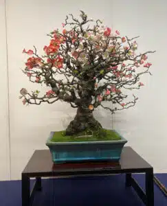 Malus bonsai