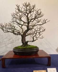 Decidiuous bonsai