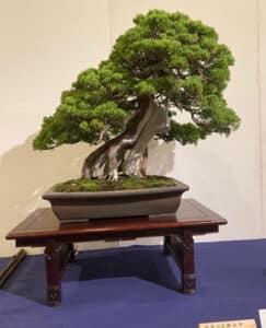 Oudoor bonsai