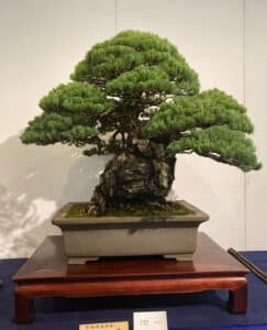 Pinus bonsái