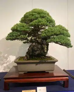 Kokufu-Ten Bonsai Exhibition 2023, first photos