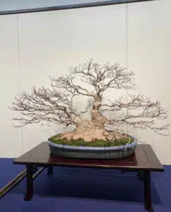 Acer bonsai