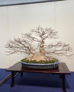 Acer bonsai