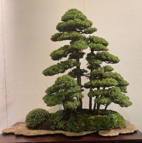 Kokufu-Ten Bonsai Exhibition 2023, first photos