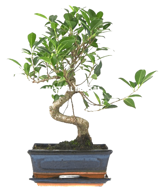 SORTEO FICUS BONSÁI