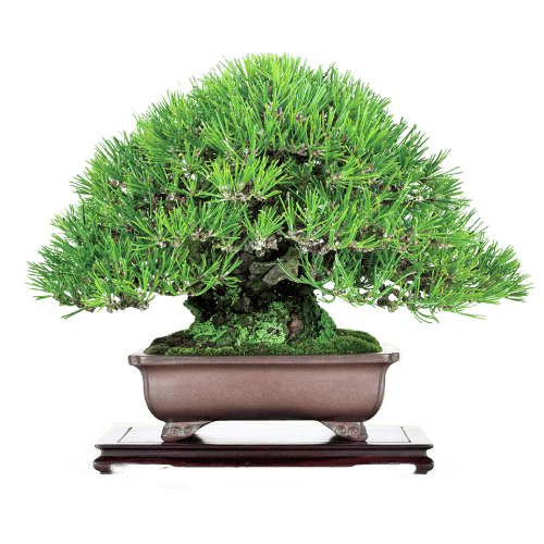 Bonsai Conference22nd and 23rd April 2023