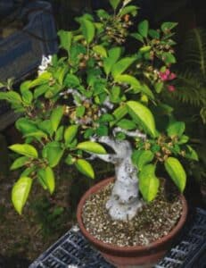 When should I repot a bonsai?