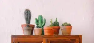 Découvrez huit faits surprenants sur les cactus