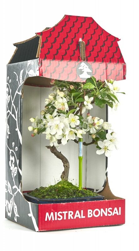 Cadeau pour la Fête de Pères