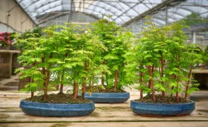 Differences between the Metasequoia and Pseudolarix bonsai