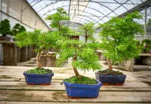Differences between the Metasequoia and Pseudolarix bonsai