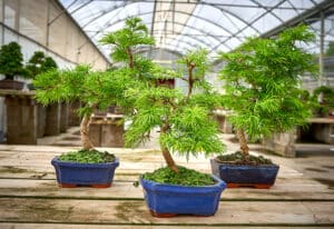 Differences between the Metasequoia and Pseudolarix bonsai