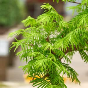 Diferencias entre los bonsáis de Metasequoia y Pseudolarix