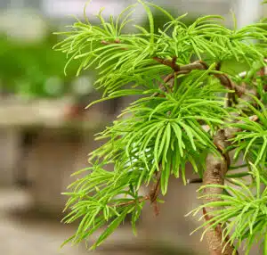 Pseudolarix bonsai