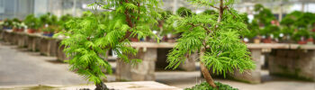 Diferencias entre los bonsáis de Metasequoia y Pseudolarix