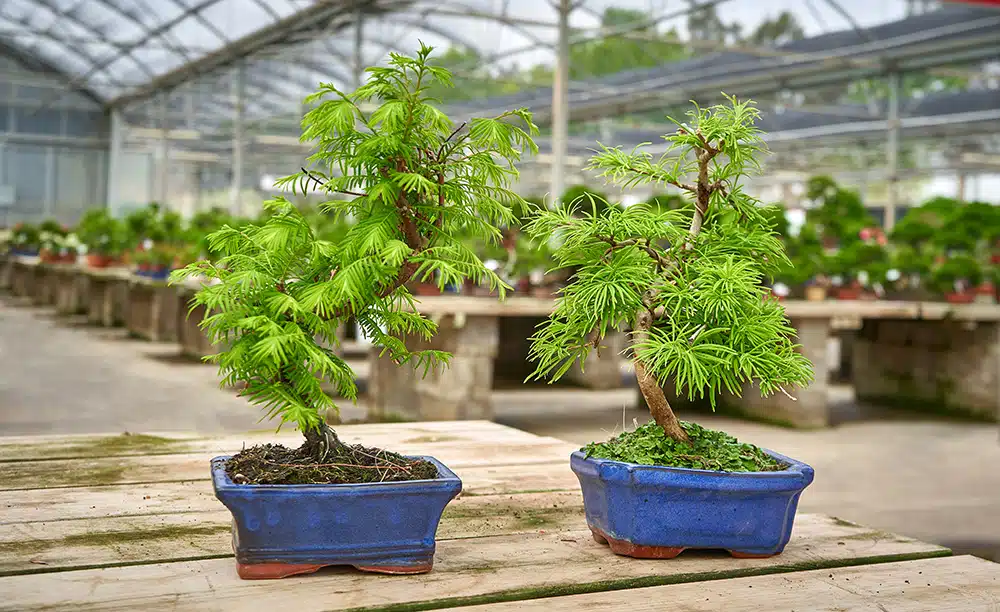 Differences between the Metasequoia and Pseudolarix bonsai
