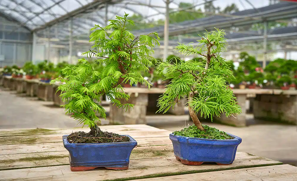 Unterschiede zwischen Metasequoia- und Pseudolarix Bonsai