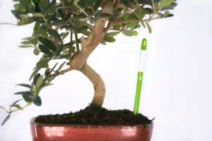 regar un bonsai