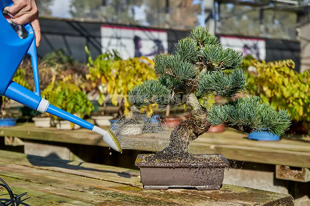 L’arrosage. Comment arroser un bonsaï.