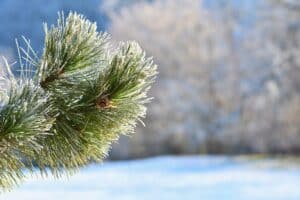 Cold and frost in bonsai