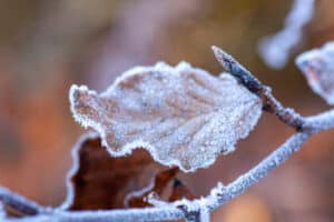 Cold and frost in bonsai