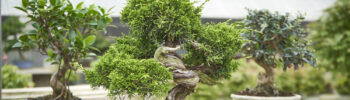 Las 8 especies de bonsái más resistentes al calor