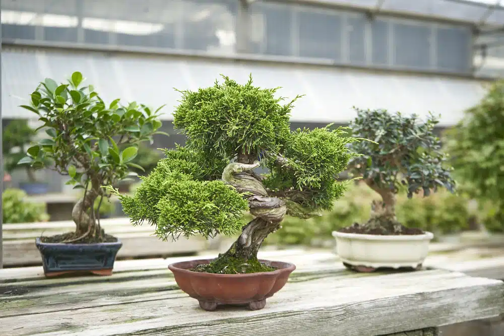8 espèces de bonsaï résistants à la chaleur