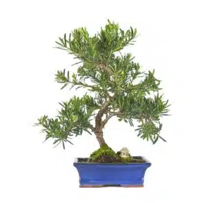 The 8 most heat-resistant bonsai species