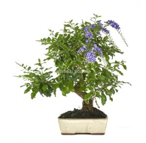 The 8 most heat-resistant bonsai species