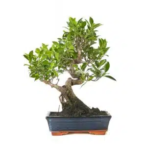 Ficus bonsái