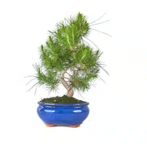 The 8 most heat-resistant bonsai species