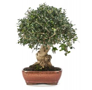 8 espèces de bonsaï résistants à la chaleur