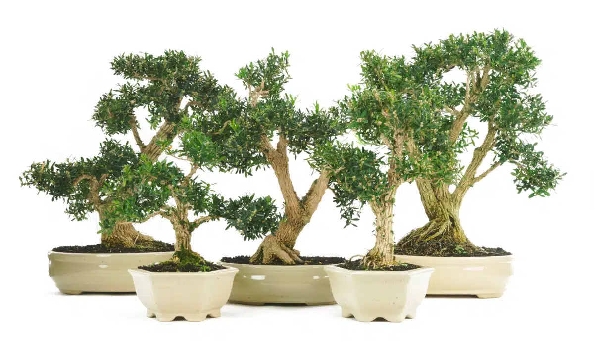 5 reasons to choose the Buxus harlandii as your next bonsai