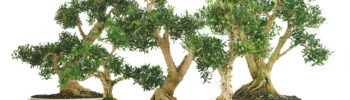 Busxus bonsai