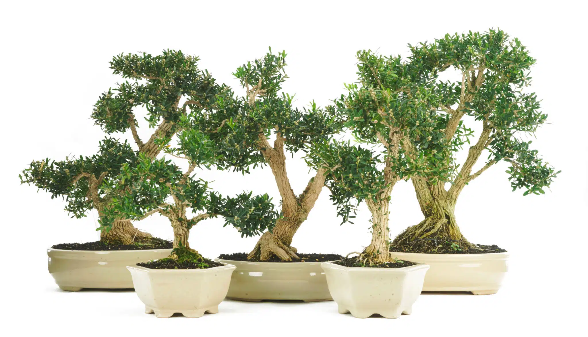 5 Reasons why Bonsai Trees can be so Expensive.