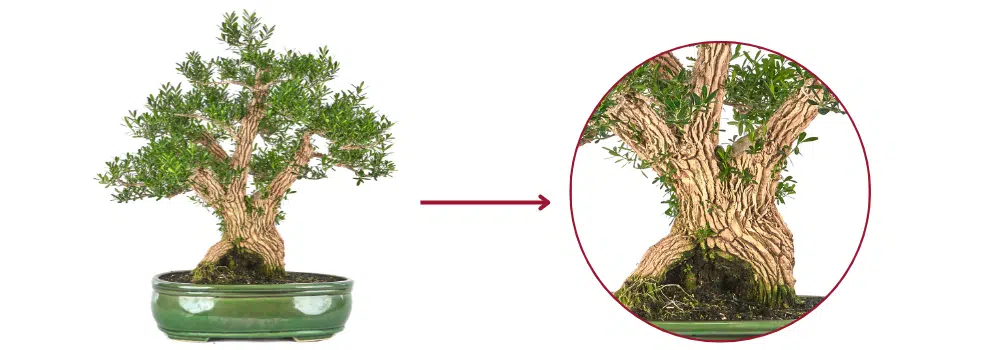 5 Gründe um einen Buxus harlandii als Ihren nächsten Bonsai zu wählen