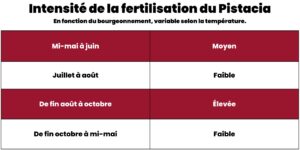 Intensité de la fertilisation du Pistacia